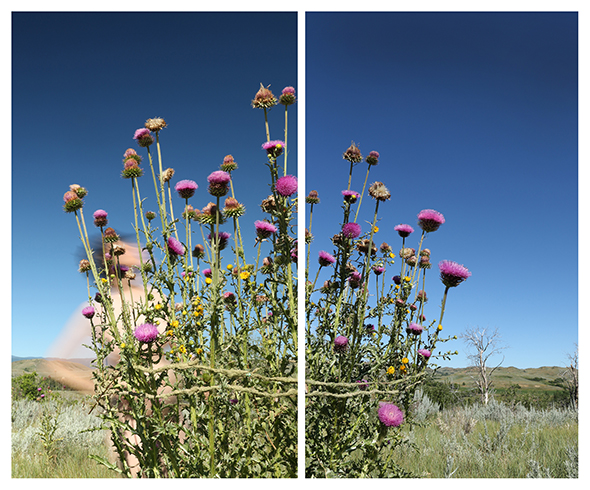 Thistle Bouquet, Wyoming