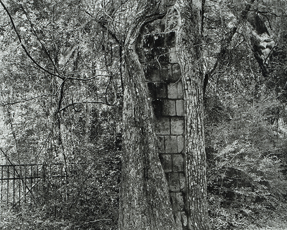 Brick Tree, Michelle Van Parys