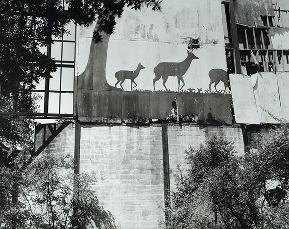 Deer Crossing, Michelle Van Parys